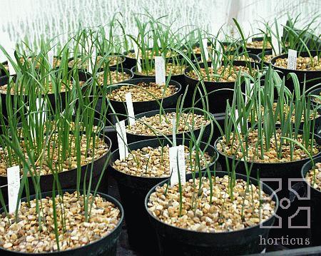 jonge planten